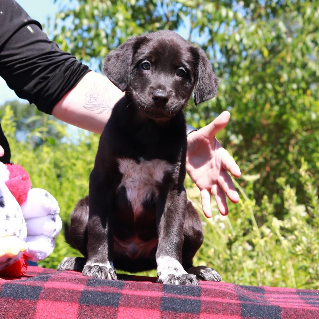 CT Beam, Adoptable, Puppy Female Border Collie & Mixed Breed.