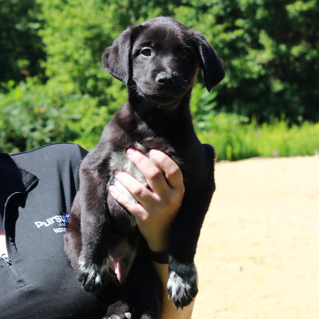 Enlarge CT Beam, a Adoptable mixed breed in Eastford, CT image 2/5