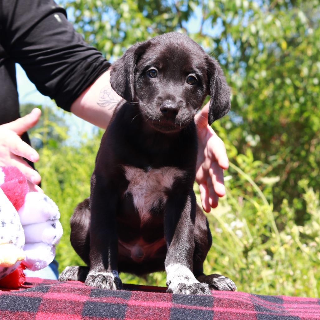 Enlarge CT Beam, a Adoptable mixed breed in Eastford, CT image 3/5