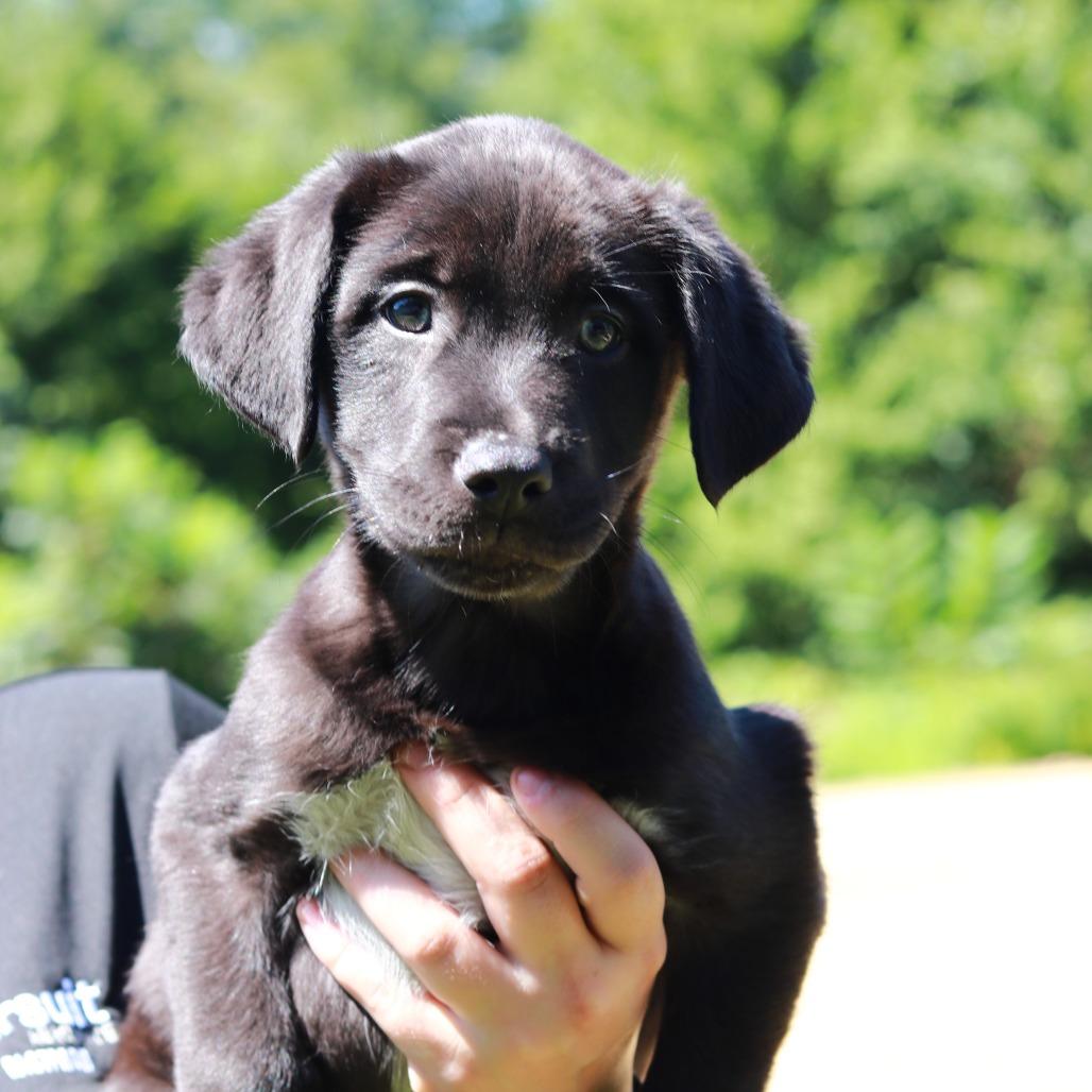 Enlarge CT Beam, a Adoptable mixed breed in Eastford, CT image 4/5