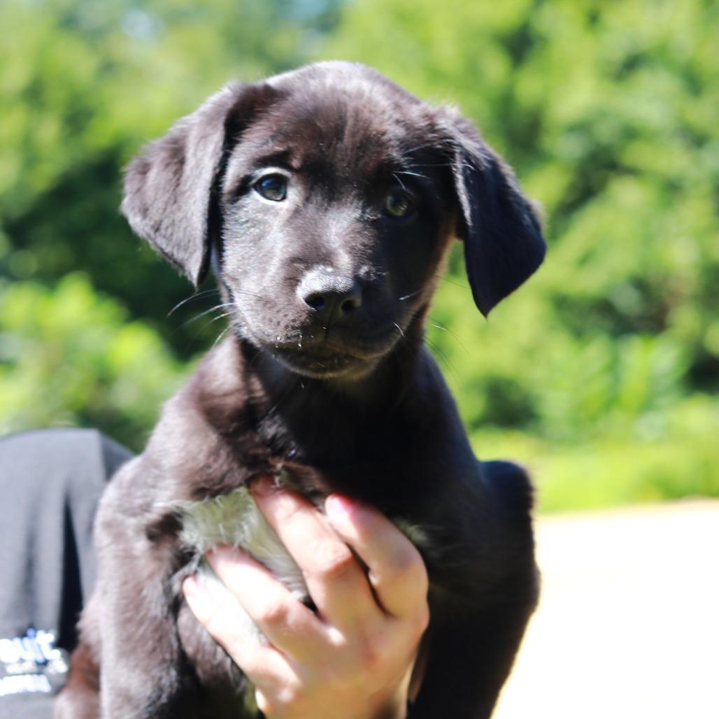 Enlarge CT Beam, a Adoptable mixed breed in Eastford, CT image 5/5