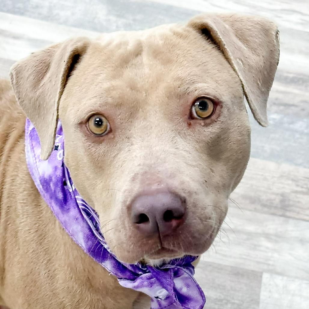 Enlarge Betty, a Adoptable Pit Bull Terrier in Lufkin, TX image 1/5