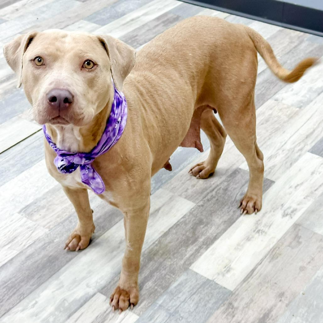 Enlarge Betty, a Adoptable Pit Bull Terrier in Lufkin, TX image 3/5