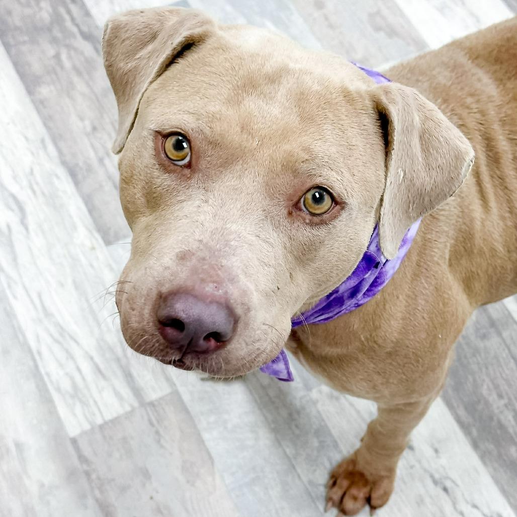 Enlarge Betty, a Adoptable Pit Bull Terrier in Lufkin, TX image 5/5