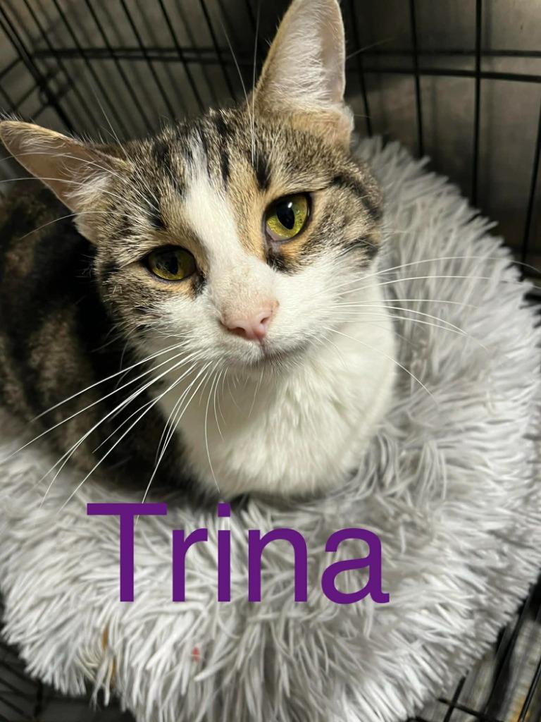 Trina, Adoptable, Adult Female Domestic Short Hair.
