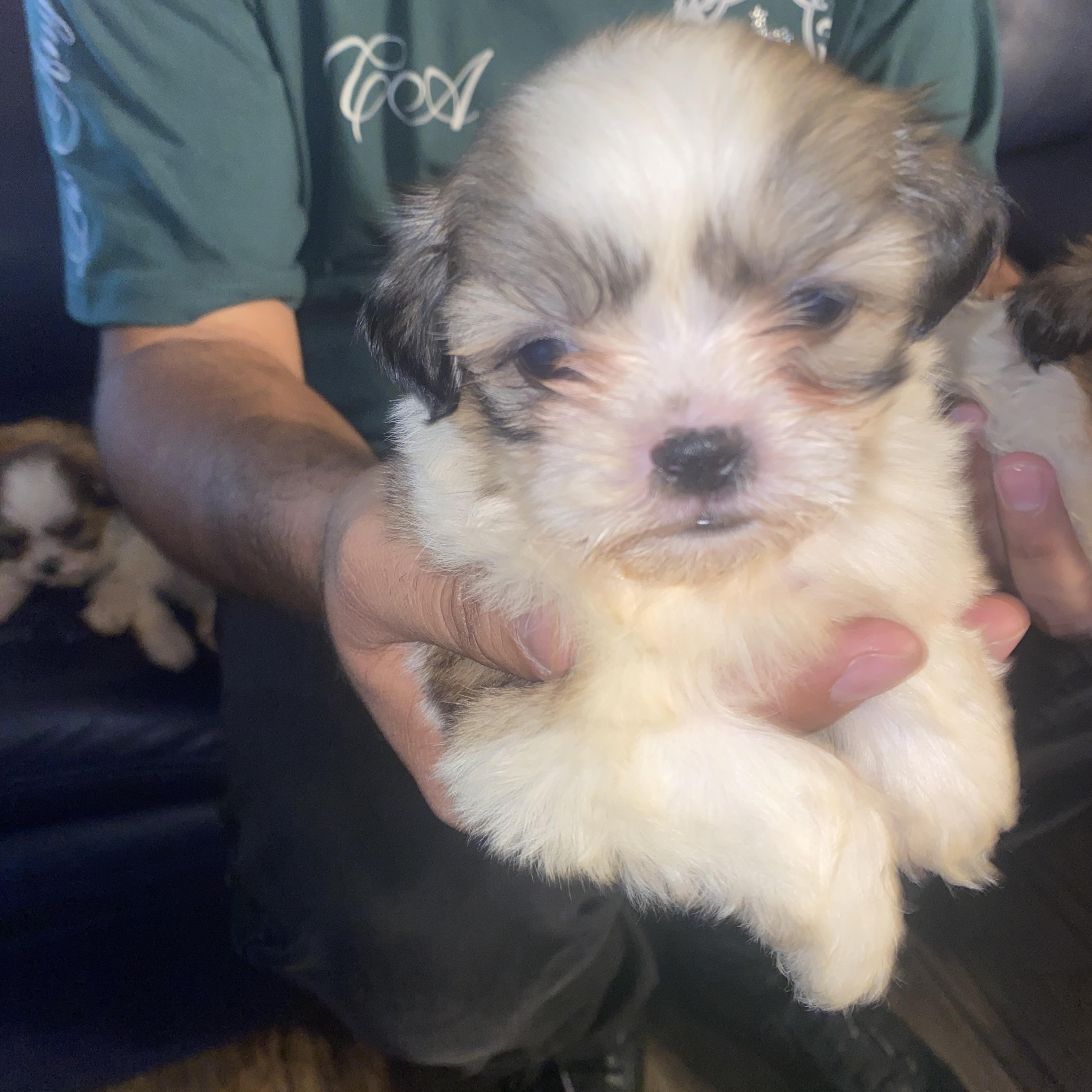 4 Imperial Shitzu puppies, an adopted Shih Tzu in Moreno Valley, CA image 4/5