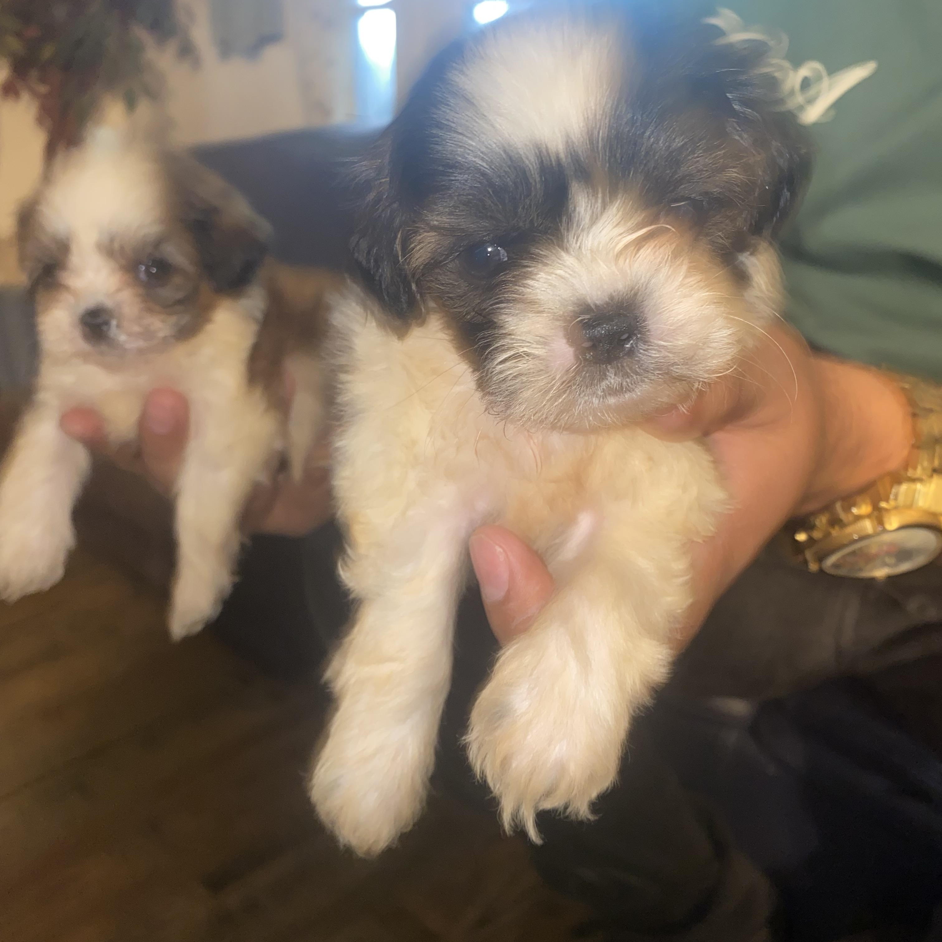 4 Imperial Shitzu puppies, an adopted Shih Tzu in Moreno Valley, CA image 2/5