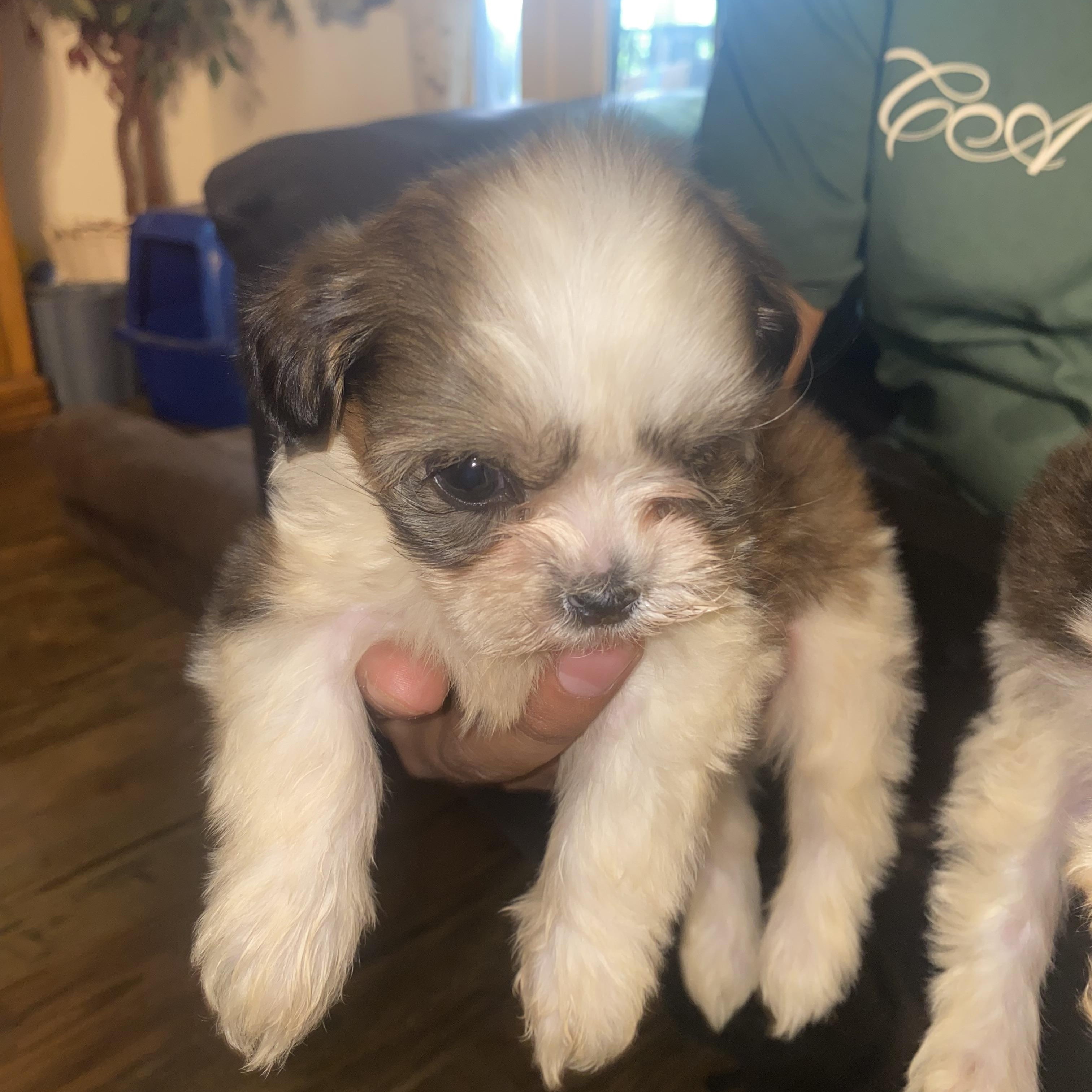 4 Imperial Shitzu puppies, an adopted Shih Tzu in Moreno Valley, CA image 1/5