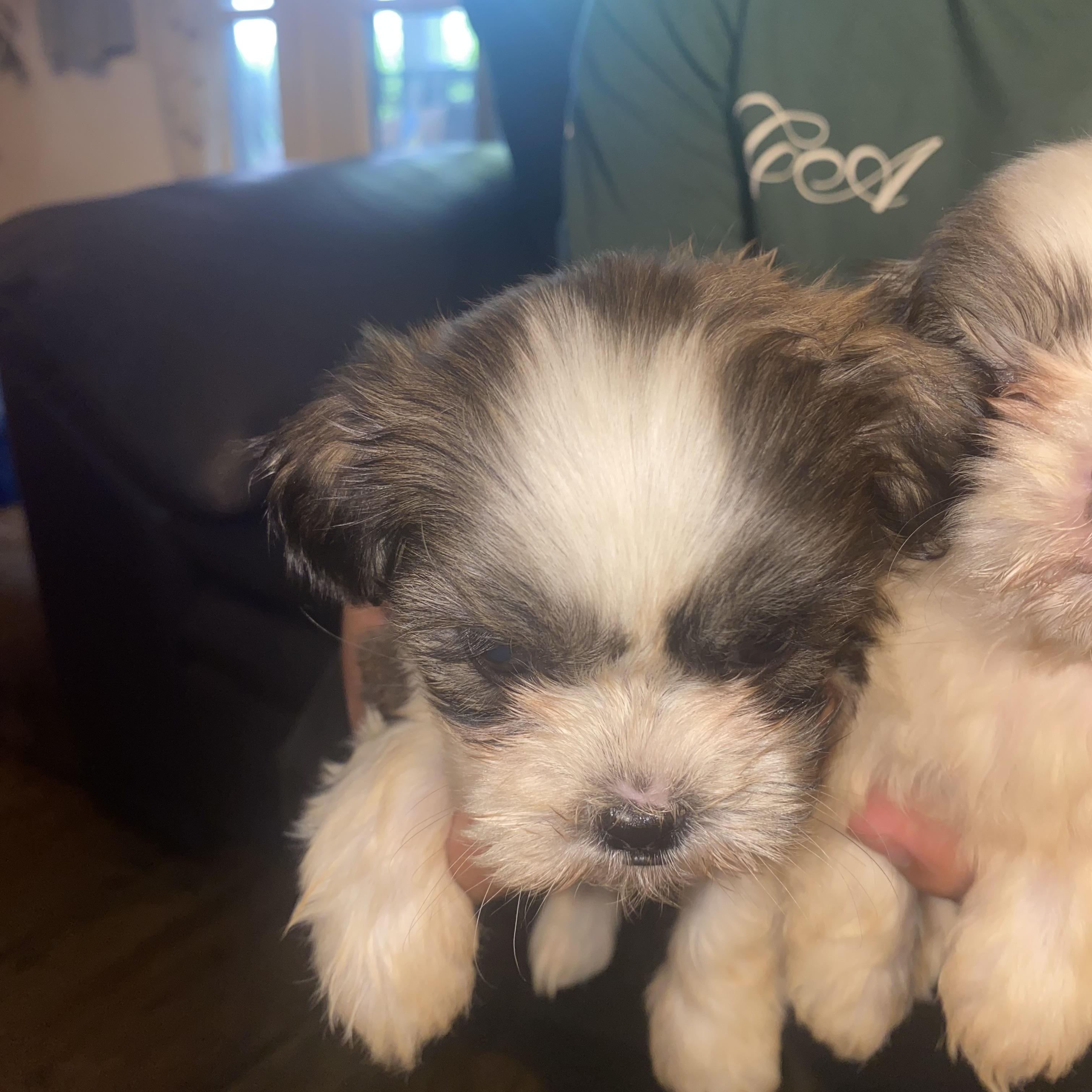 4 Imperial Shitzu puppies, an adopted Shih Tzu in Moreno Valley, CA image 3/5