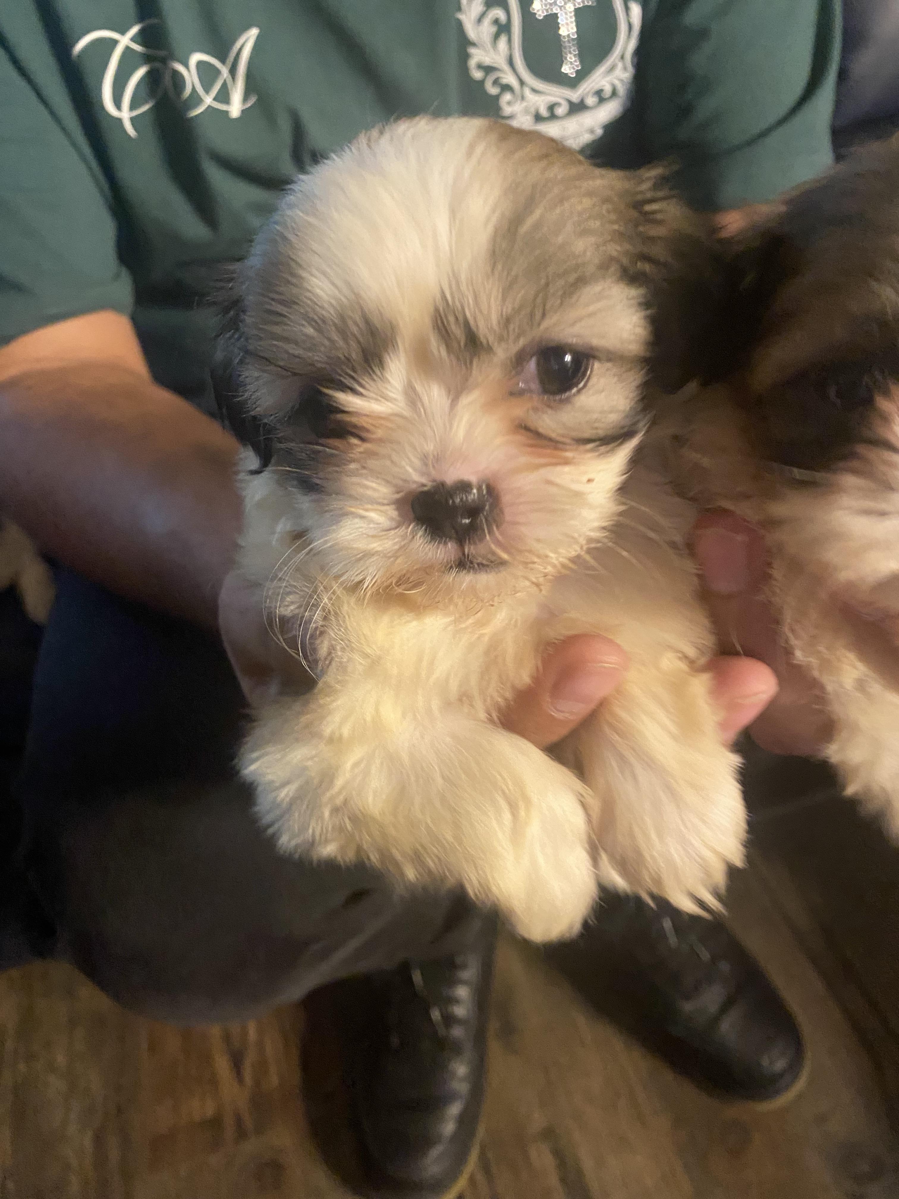 4 Imperial Shitzu puppies, an adopted Shih Tzu in Moreno Valley, CA image 5/5