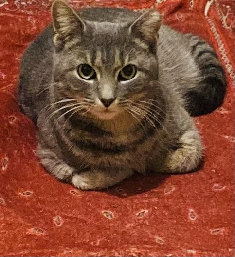 Littles, Adoptable, Adult Female Domestic Short Hair.