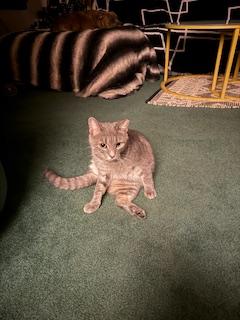 Littles, a Adoptable Domestic Short Hair in Wayne, NJ image 2/3