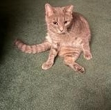 Littles, a Adoptable Domestic Short Hair in Wayne, NJ image 2/2