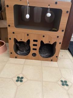 Littles, a Adoptable Domestic Short Hair in Wayne, NJ image 3/3