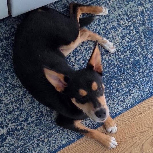 Enlarge Chip, a Adoptable mixed breed in Olathe, KS image 3/4