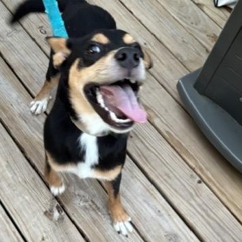 Enlarge Chip, a Adoptable mixed breed in Olathe, KS image 4/4