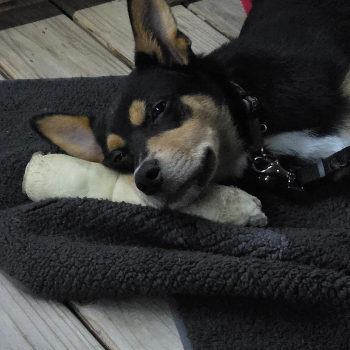 Enlarge Chip, a Adoptable mixed breed in Olathe, KS image 2/4