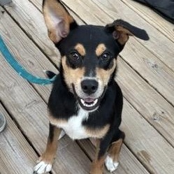 Chip, Adoptable, Puppy Male Shepherd.
