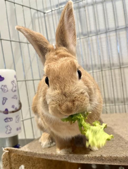 SUGAR, Adoptable, Young Female Bunny Rabbit.