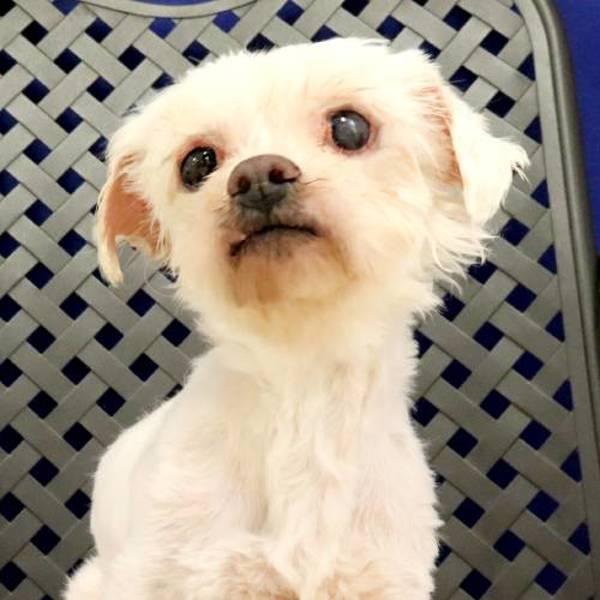 Ducky, Adoptable, Senior Male Shih Tzu.