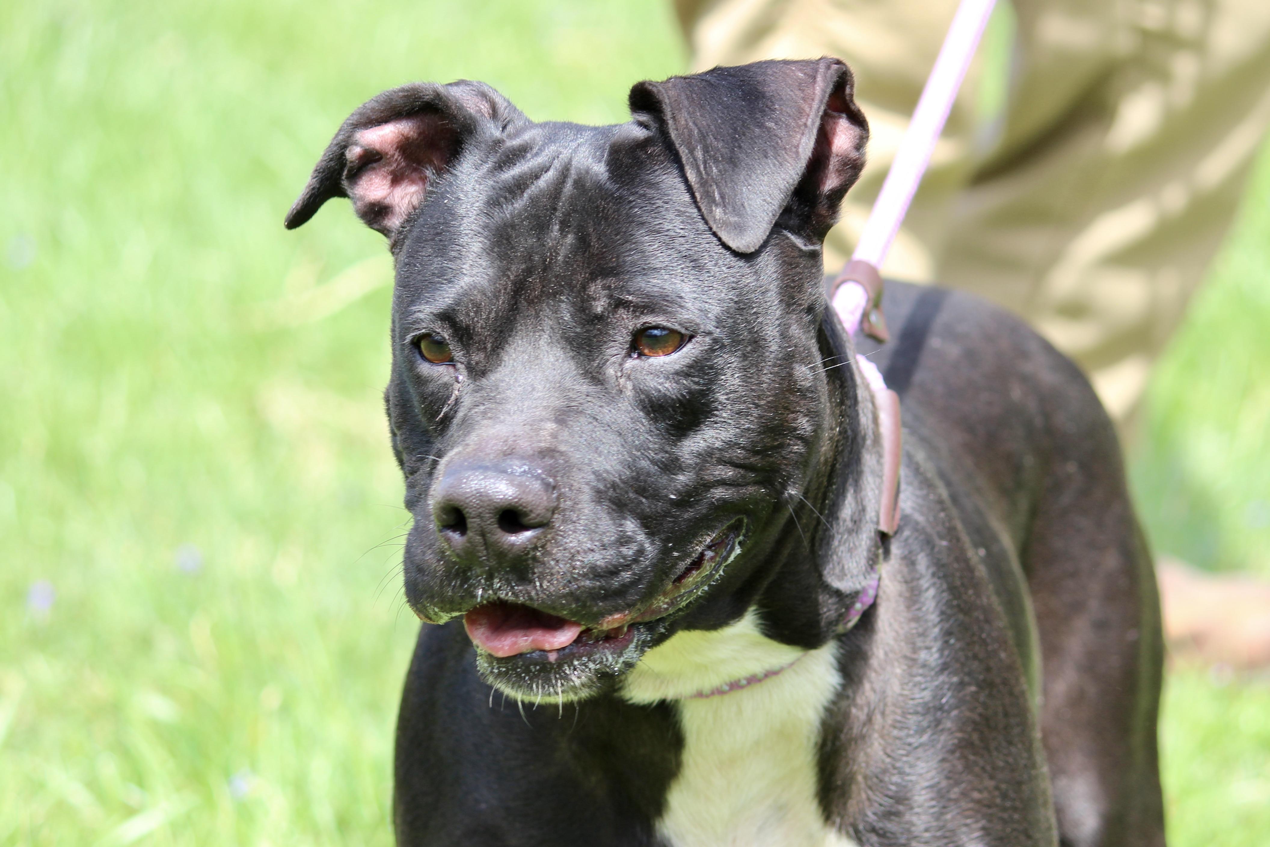 NAOMI, Adult Female Mixed Breed