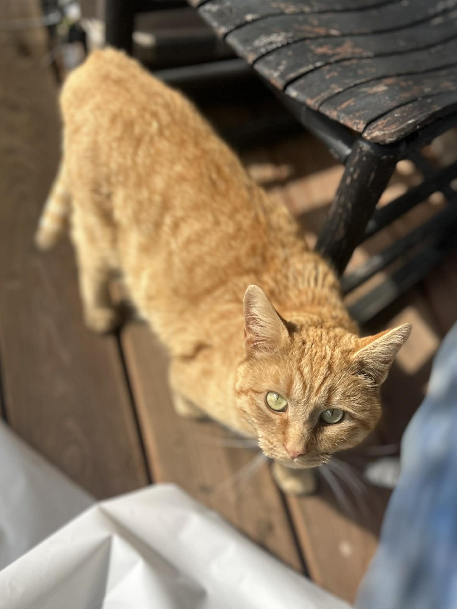 Enlarge Scotch (bonded with Rye), an adopted Domestic Short Hair in Bristol, TN image 5/5