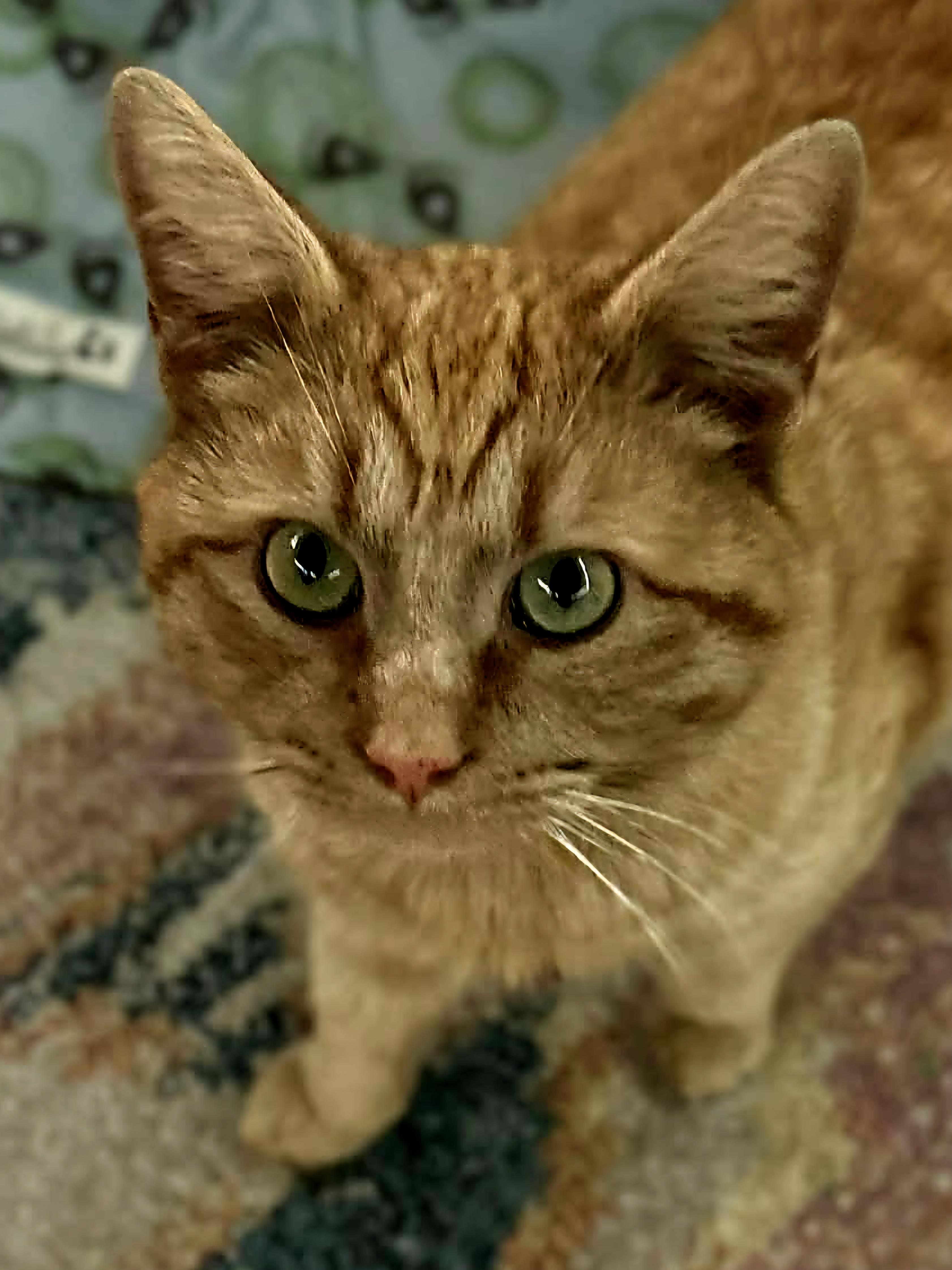 Enlarge Scotch (bonded with Rye), an adopted Domestic Short Hair in Bristol, TN image 1/5