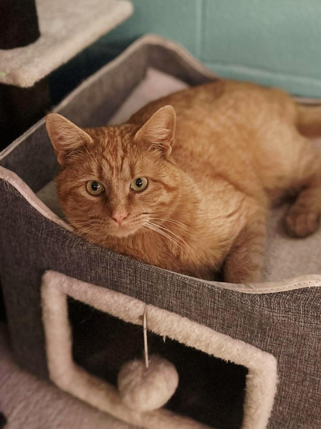 Enlarge Scotch (bonded with Rye), an adopted Domestic Short Hair in Bristol, TN image 3/5