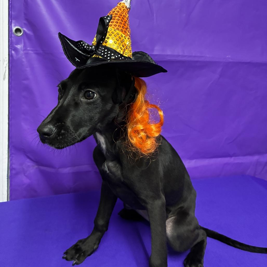 Outcast, Adoptable, Puppy Female Black Labrador Retriever & Mixed Breed.