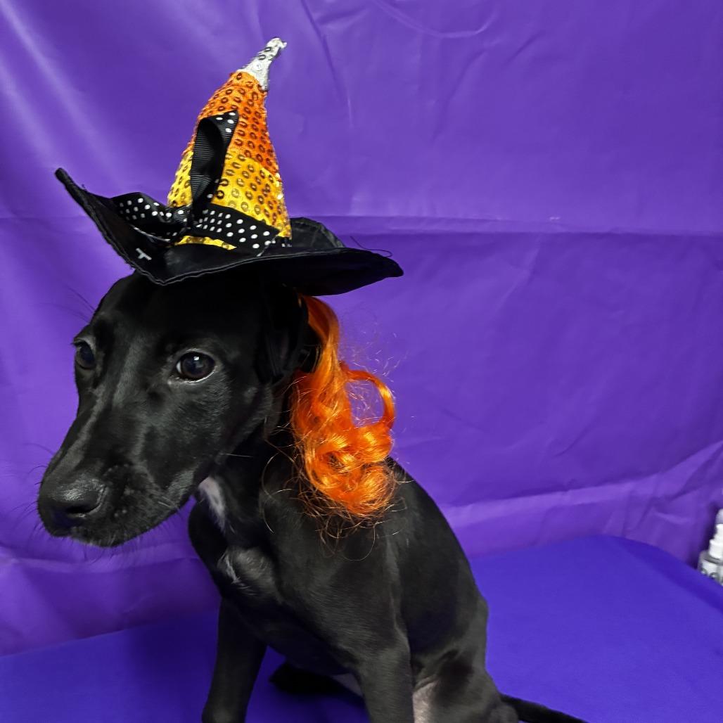 Enlarge Outcast, a Adoptable mixed breed in North Myrtle Beach, SC image 2/2