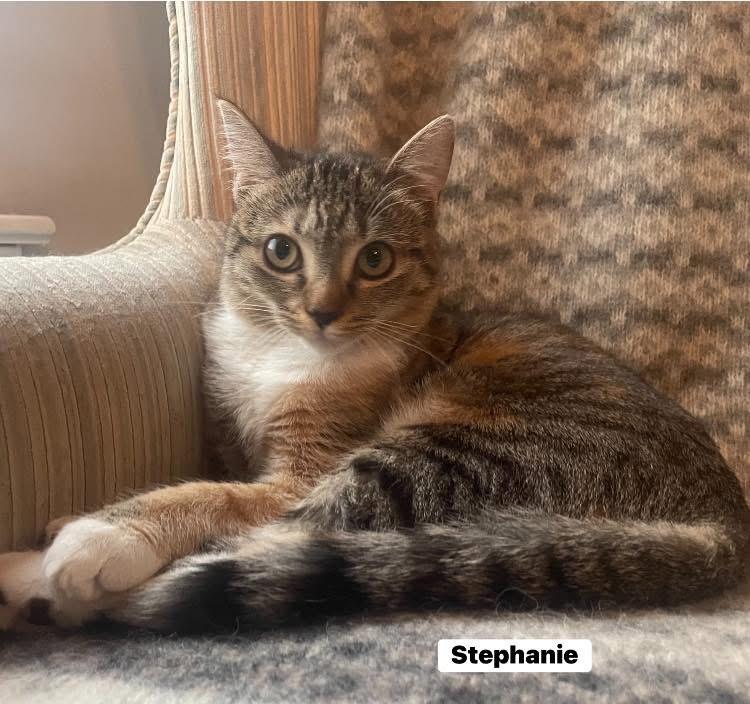 Enlarge Stephanie and Tiffany , a ADOPTABLE Domestic Short Hair in Turnersville, NJ image 6/6