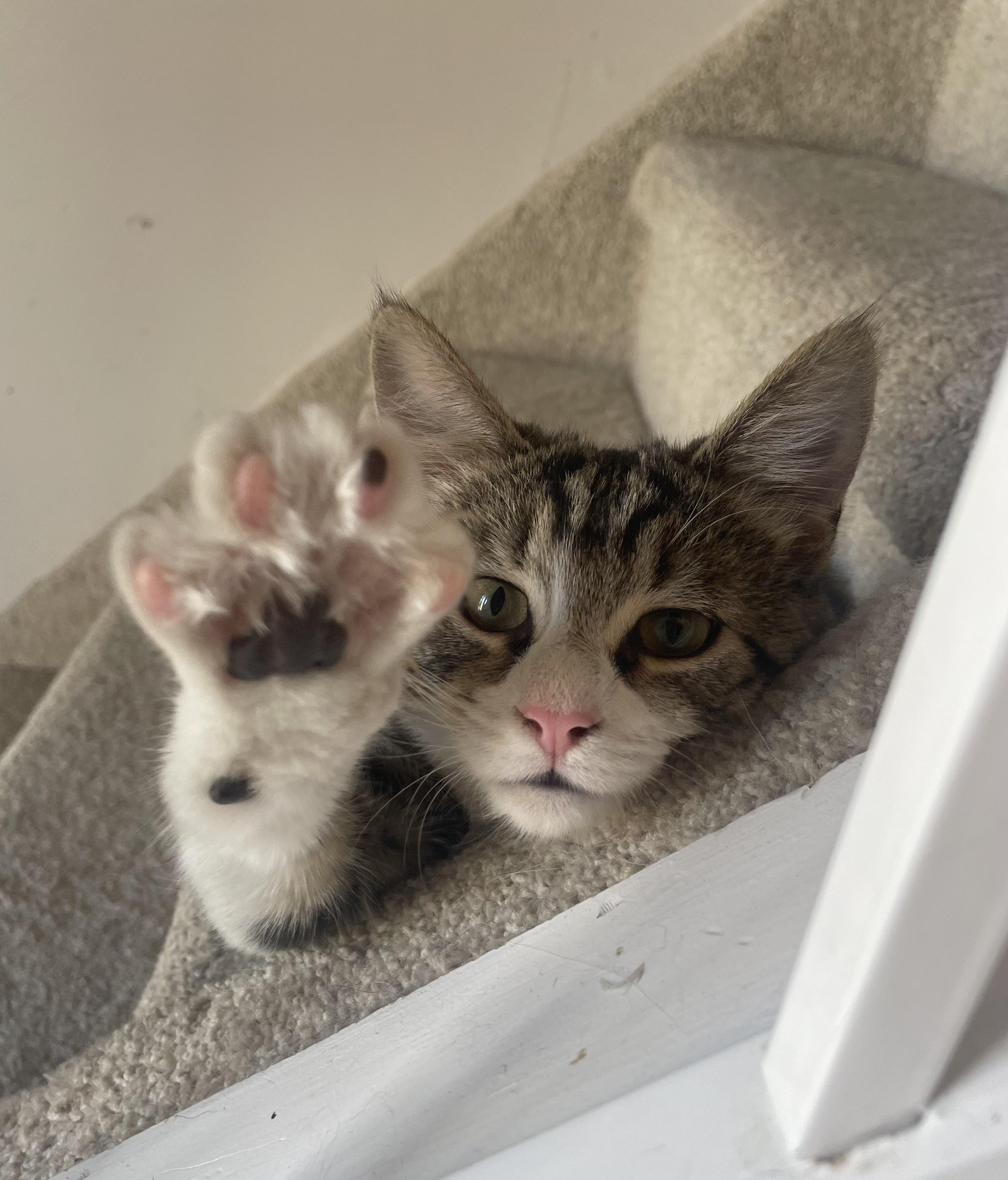 Enlarge Stephanie and Tiffany , a ADOPTABLE Domestic Short Hair in Turnersville, NJ image 5/6