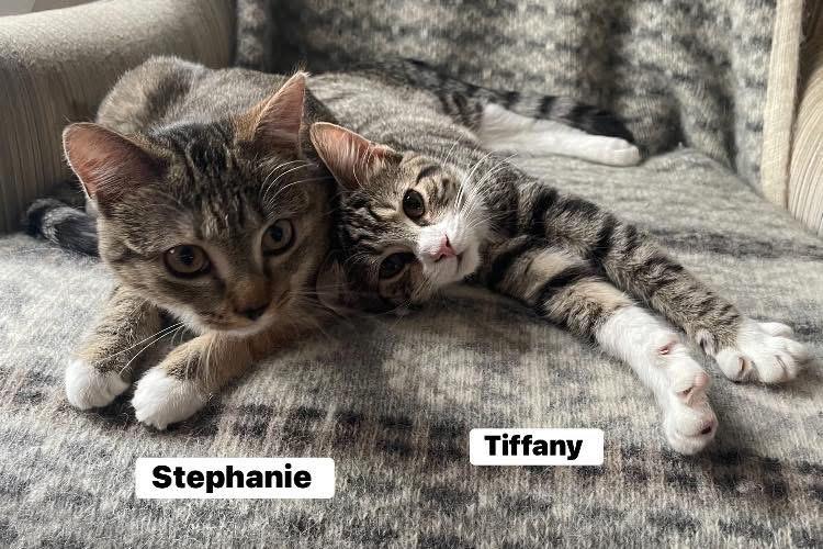 Enlarge Stephanie and Tiffany , a ADOPTABLE Domestic Short Hair in Turnersville, NJ image 1/6