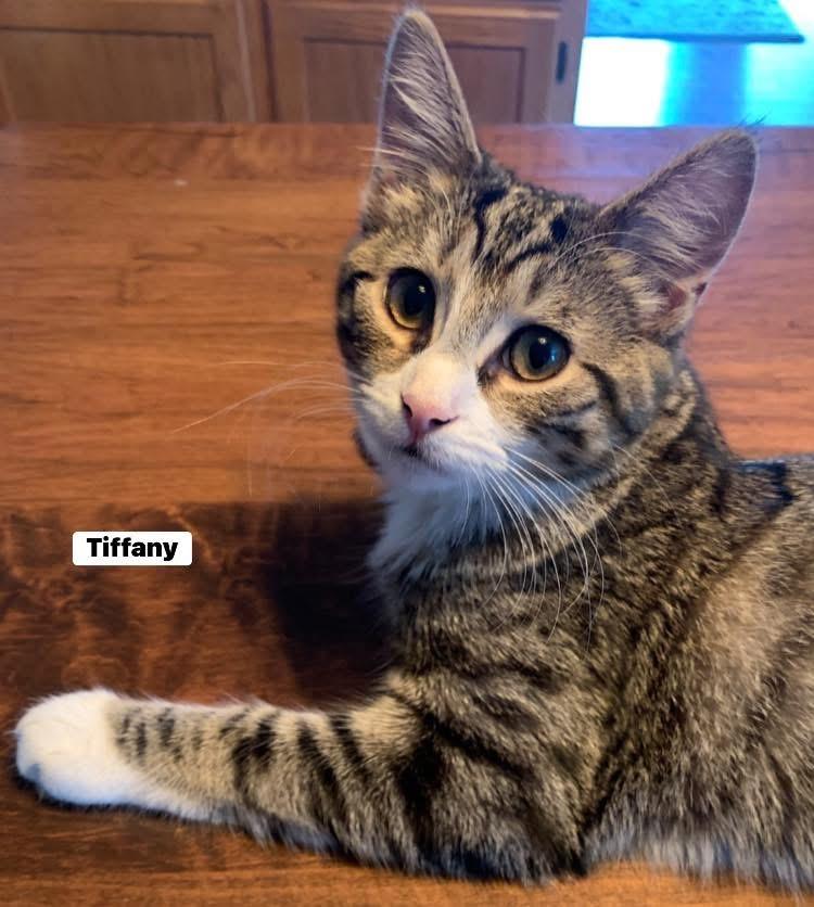 Enlarge Stephanie and Tiffany , a ADOPTABLE Domestic Short Hair in Turnersville, NJ image 2/6