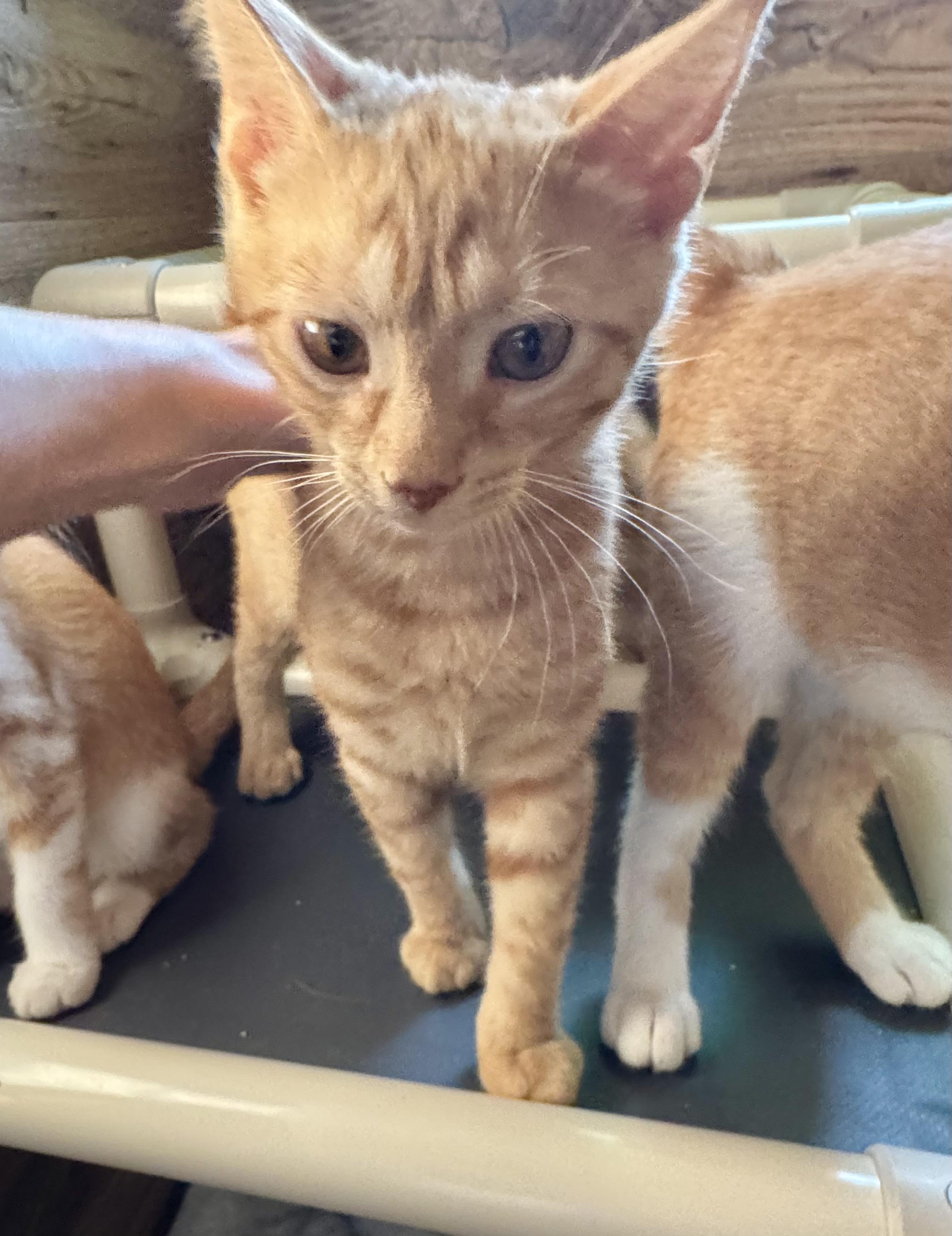 Marmalade, Adoptable, Young Male Domestic Short Hair.