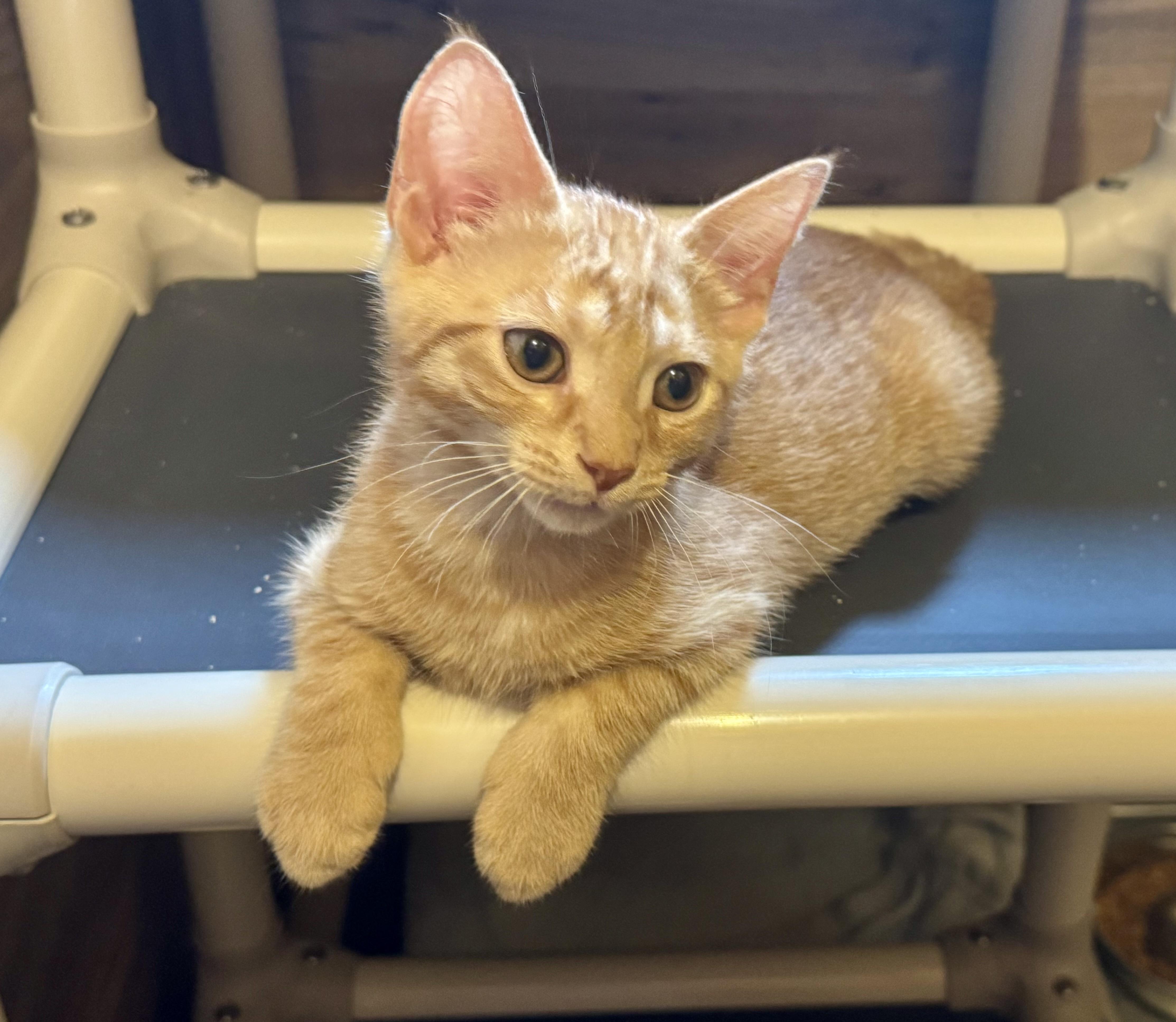 Marmalade, a Adoptable Domestic Short Hair in North Tonawanda, NY image 5/6