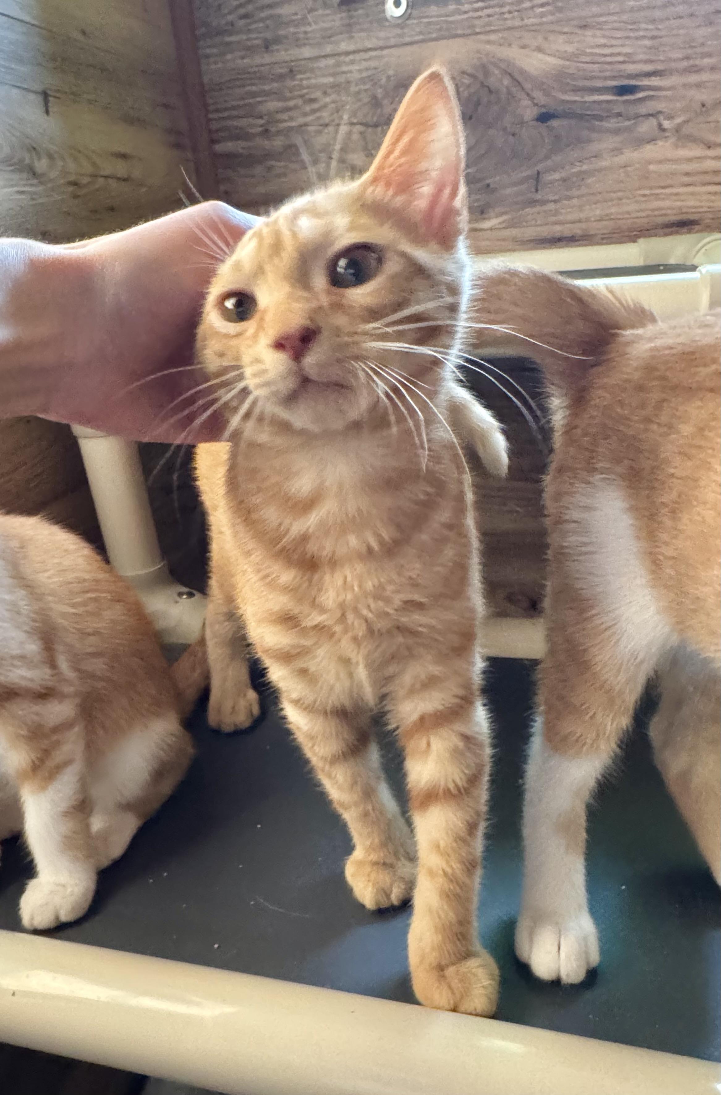 Marmalade, a Adoptable Domestic Short Hair in North Tonawanda, NY image 6/6