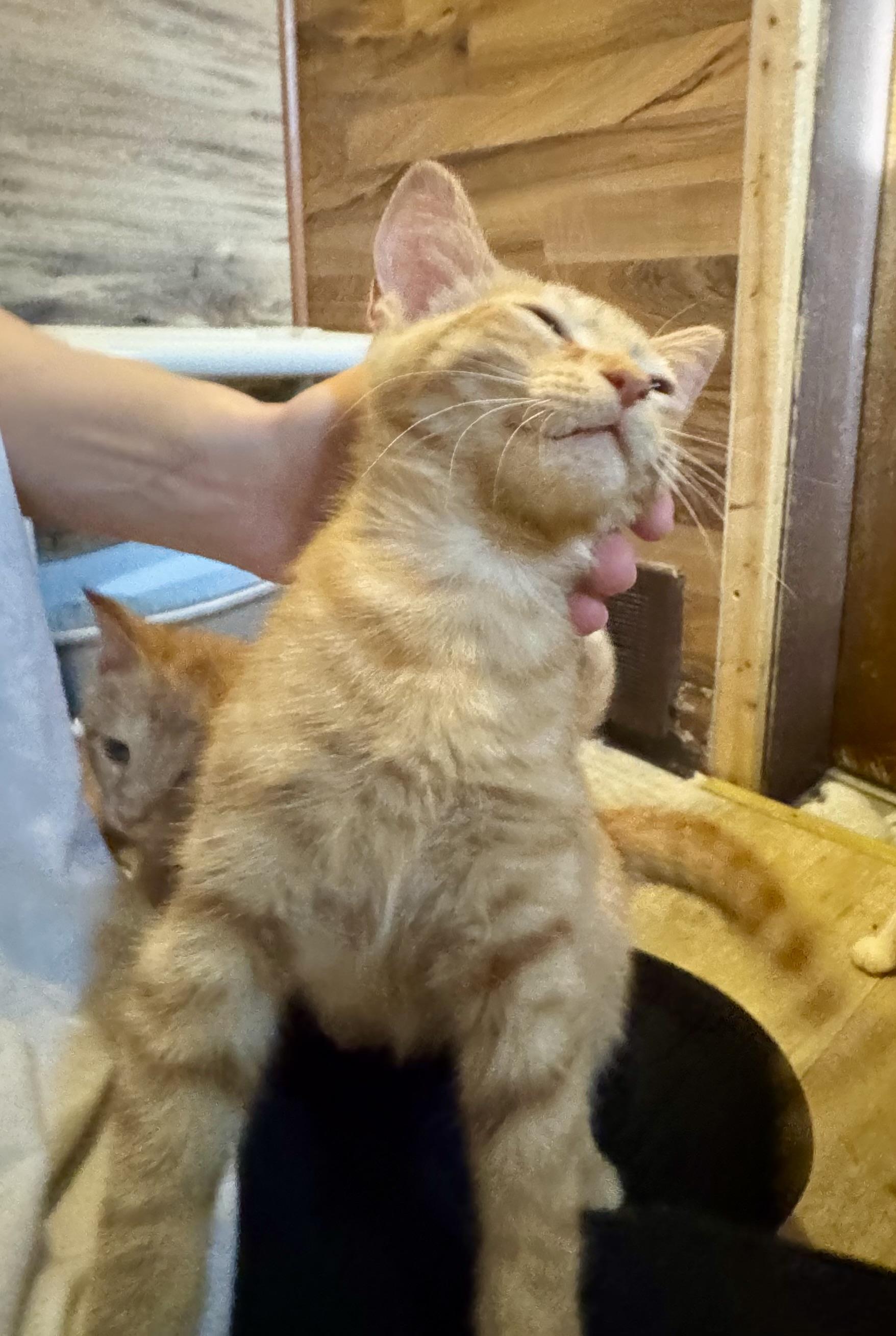 Marmalade, a Adoptable Domestic Short Hair in North Tonawanda, NY image 2/6