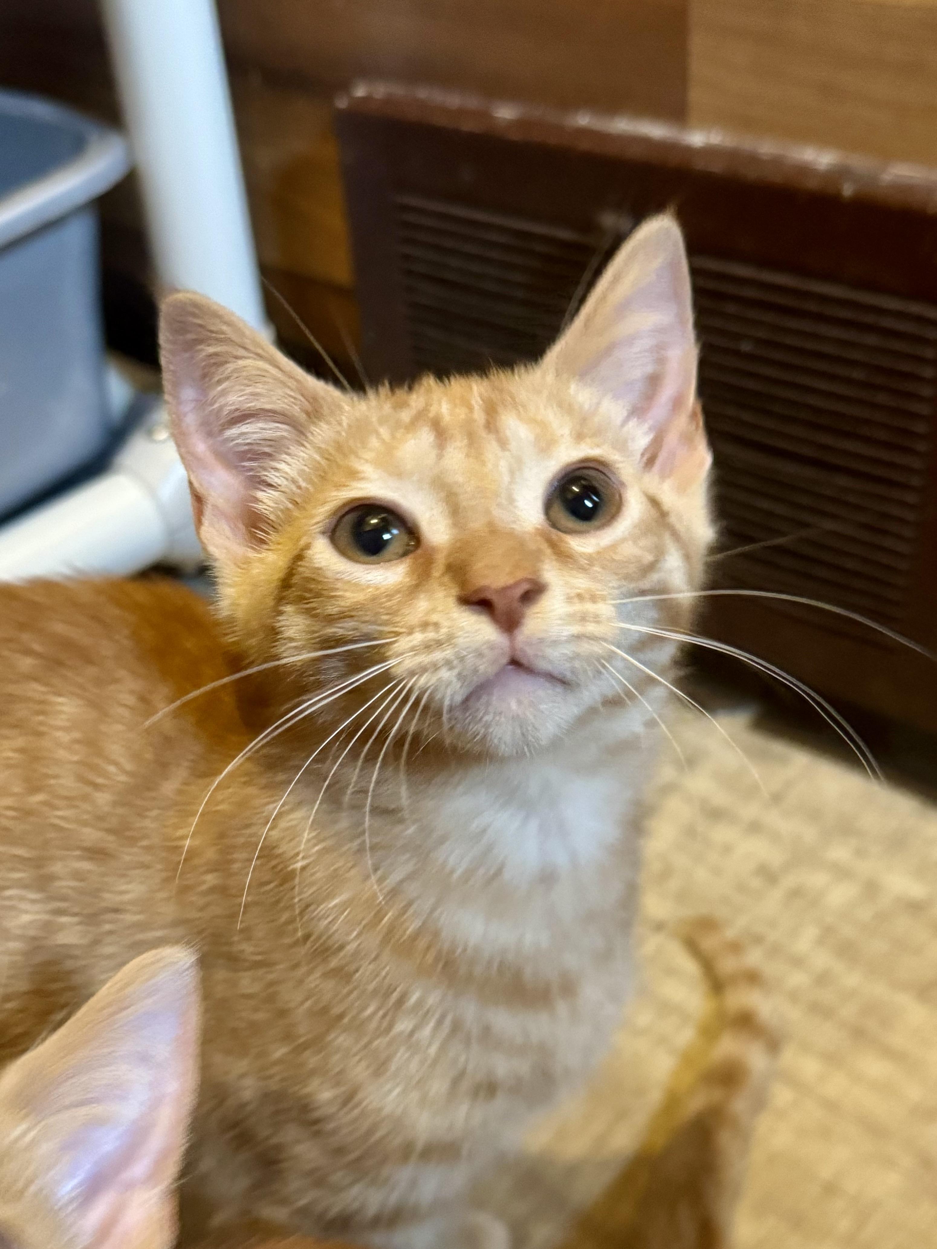 Marmalade, a Adoptable Domestic Short Hair in North Tonawanda, NY image 3/6
