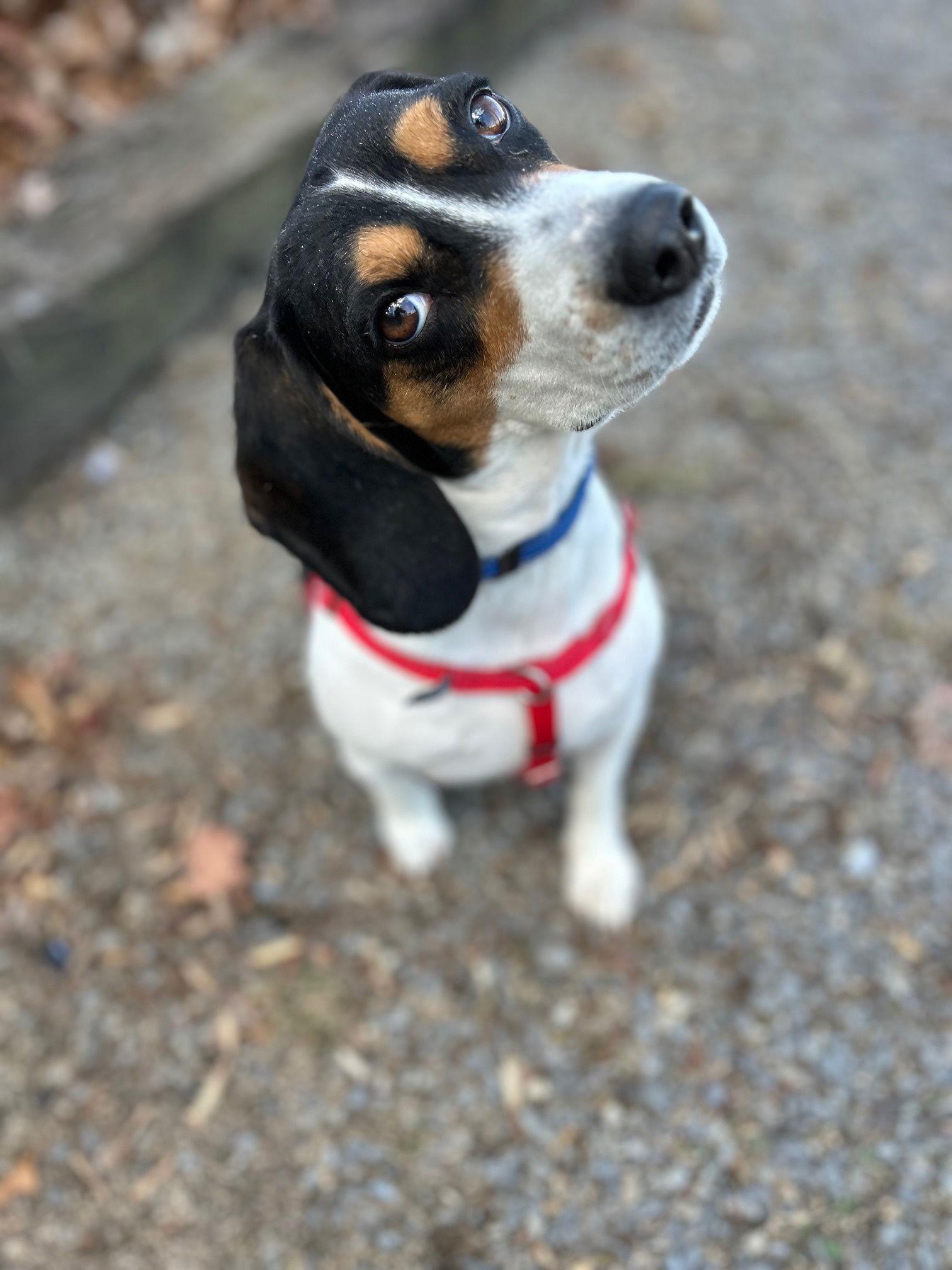 Elvis, Adoptable, Adult Male Beagle.