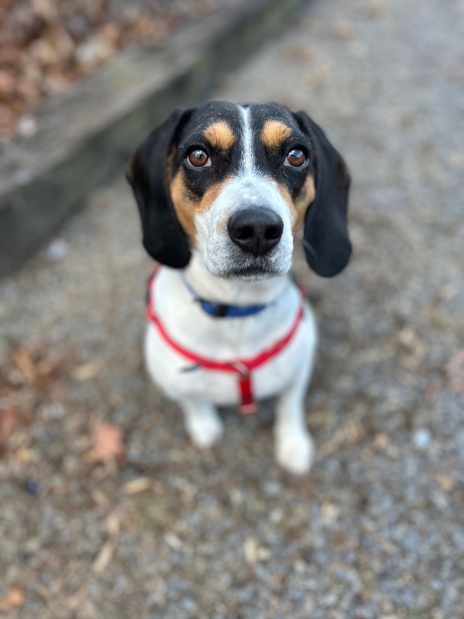 Enlarge Elvis, a Adopted Beagle in Berkeley Springs, WV image 3/3