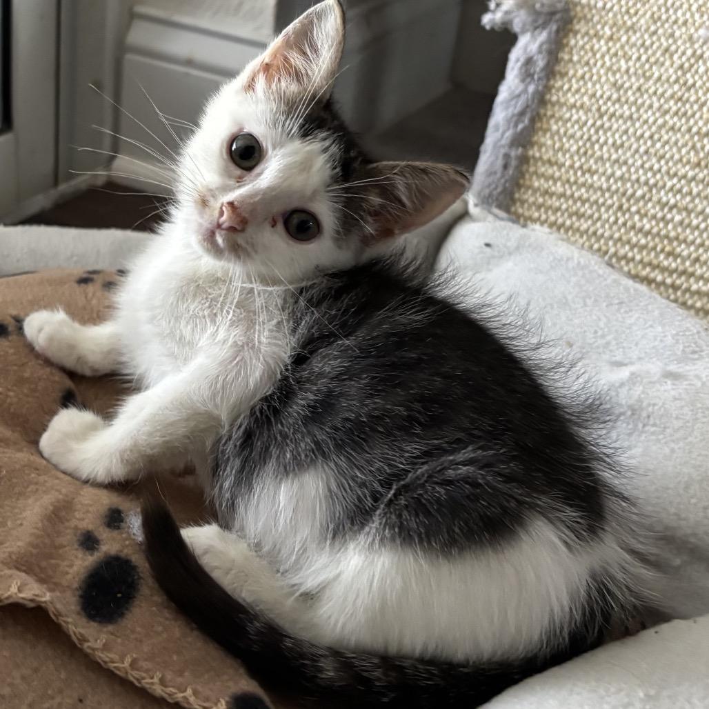 Bitna, a Adoptable Domestic Short Hair in Port Richey, FL image 1/6