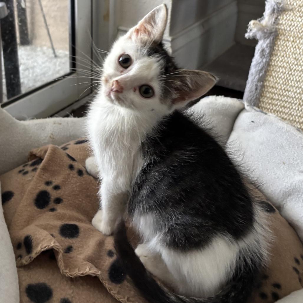 Bitna, a Adoptable Domestic Short Hair in Port Richey, FL image 2/6