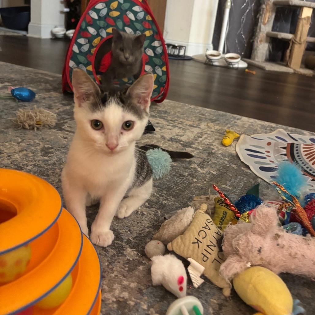 Bitna, a Adoptable Domestic Short Hair in Port Richey, FL image 3/6