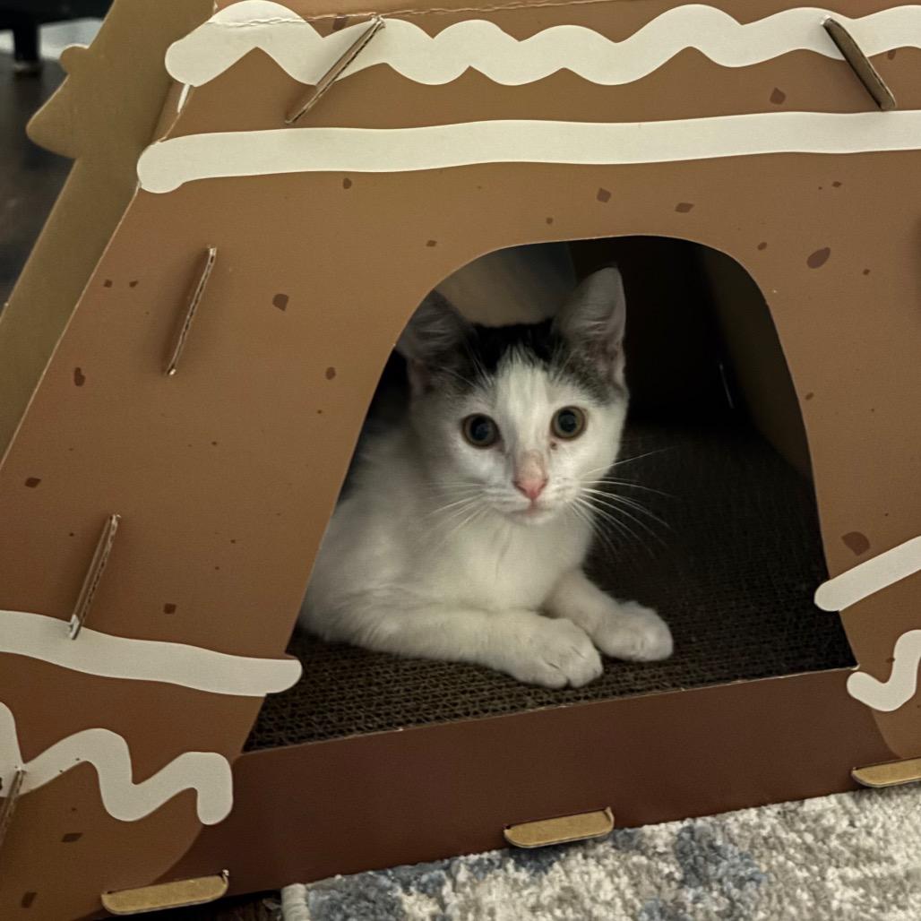 Bitna, a Adoptable Domestic Short Hair in Port Richey, FL image 4/6