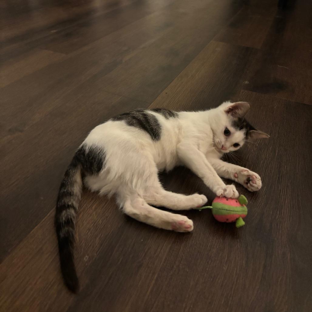 Bitna, a Adoptable Domestic Short Hair in Port Richey, FL image 5/6