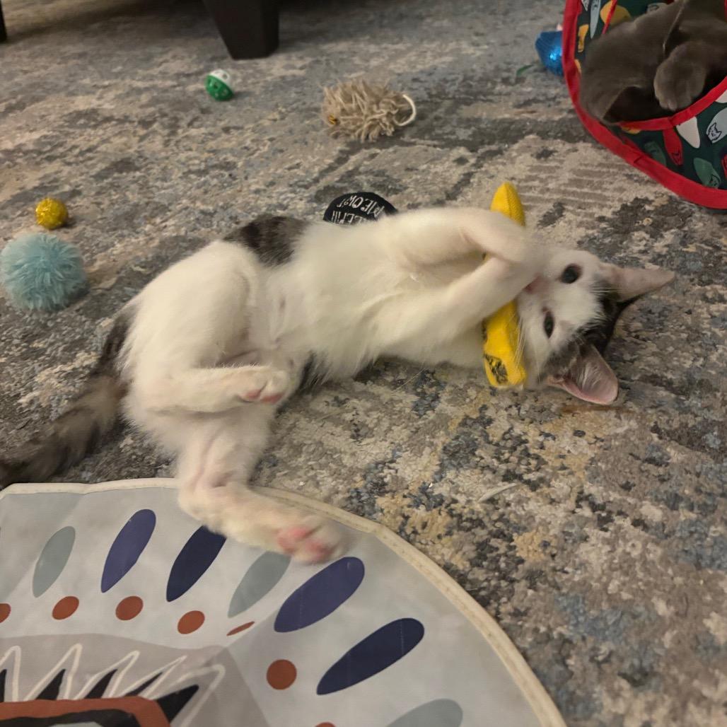 Bitna, a Adoptable Domestic Short Hair in Port Richey, FL image 6/6