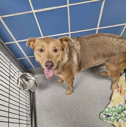 Honey, Adoptable, Puppy Female Pit Bull Terrier & Mixed Breed.