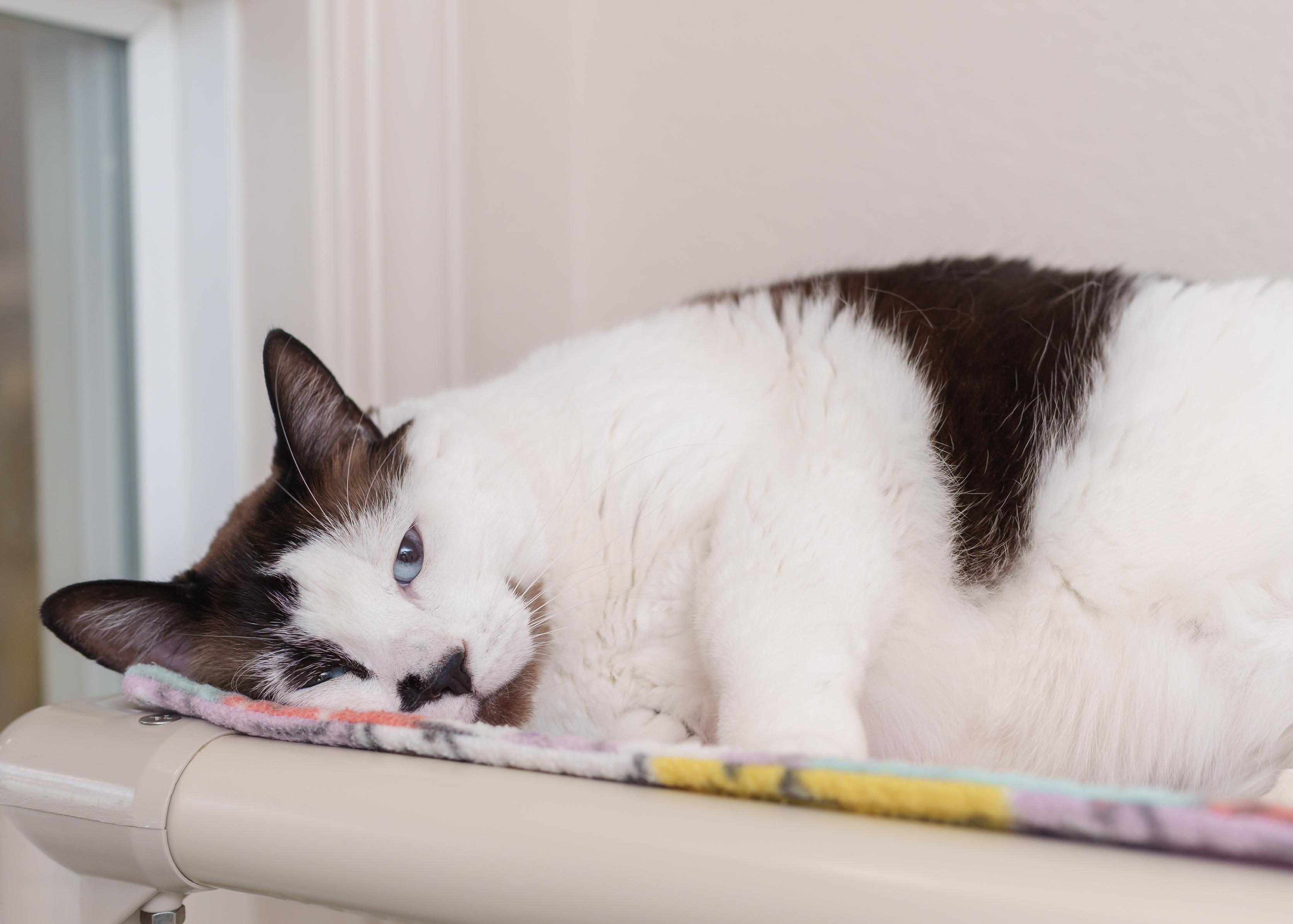 Enlarge Cola, a ADOPTABLE Snowshoe in Boise, ID image 2/3