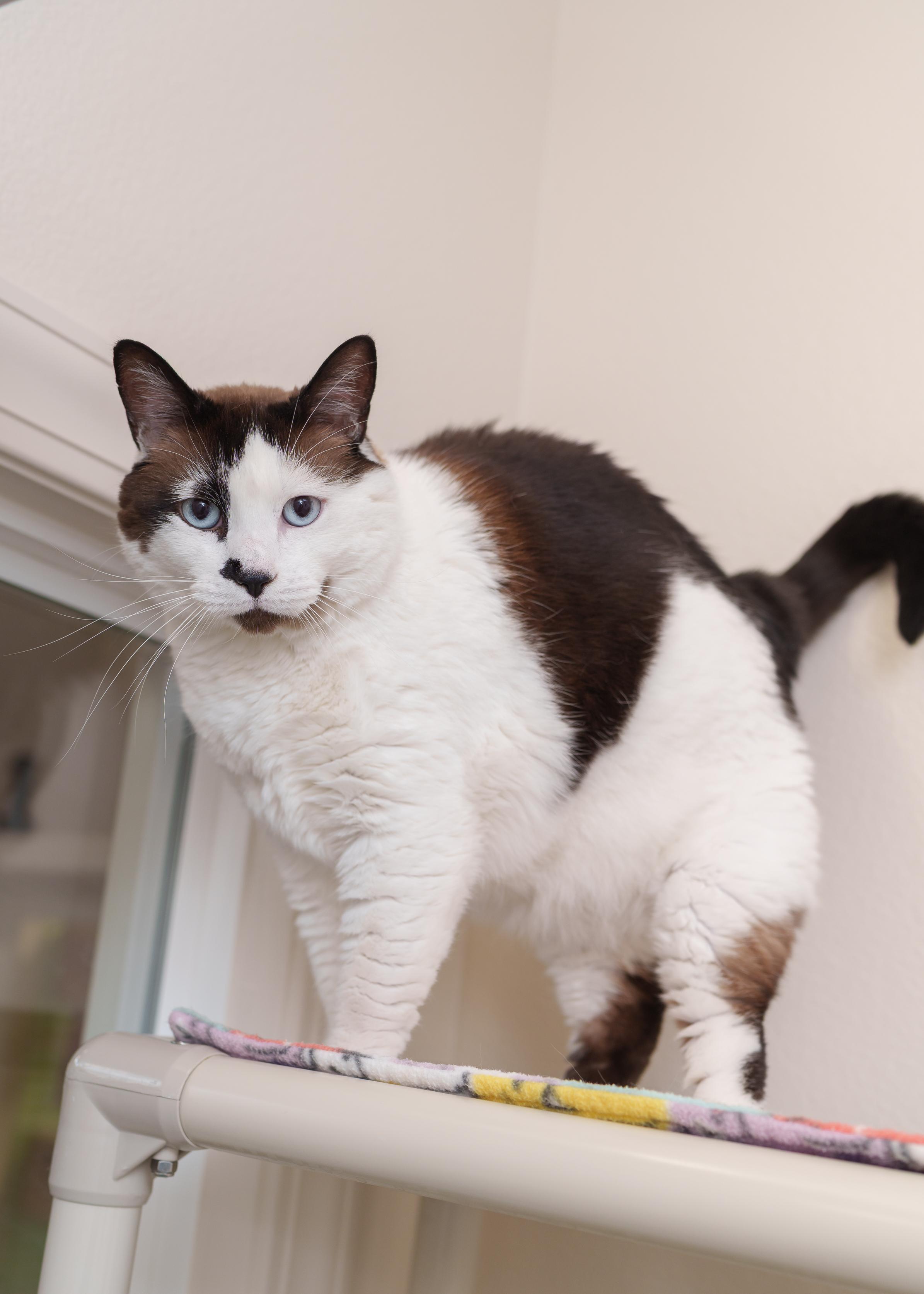 Enlarge Cola, a ADOPTABLE Snowshoe in Boise, ID image 1/3
